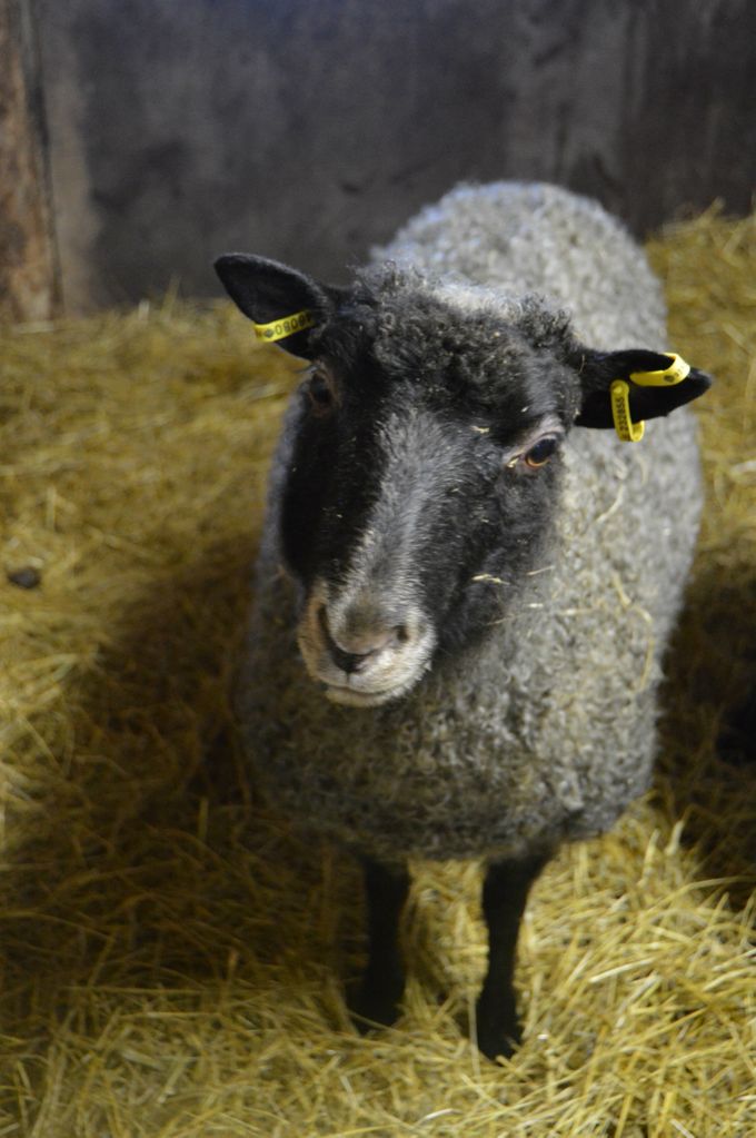 Gotlandsfåret Ester