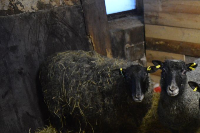 Från vänster: Bosse, Signe och Ester